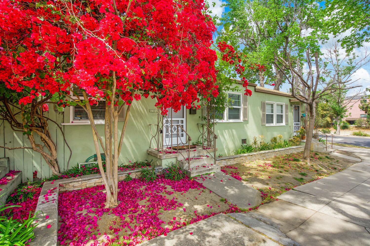 A red tree in front of a house